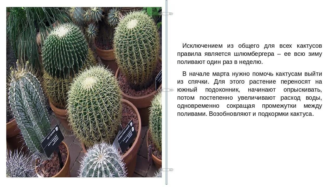 Как используется кактус человеком. Кактусы комнатные информация. информация про домашний кактус. описать комнатный кактус. кактус домашний описание.