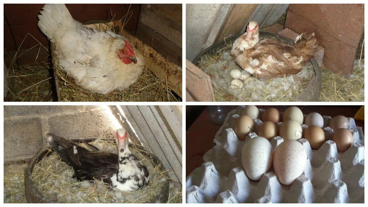 Можно ли курам подкладывать яйца. Мускусная утка яйцо. Индоутка высиживает яйца. Утиные яйца индоуток. Мускусная индоутка высиживает яйца.
