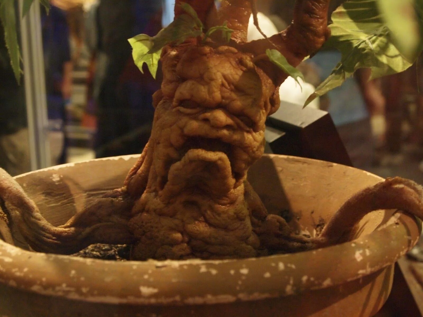 Как выглядят растения из гарри поттера Related image Harry potter mandrake, Harry potter props, Harry potter diy