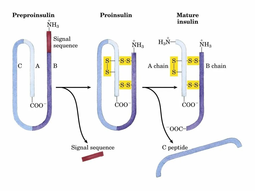 Синтез инсулина процесс. Схема синтеза инсулина. Посттрансляционные модификации инсулина:. Схема строения инсулина биохимия. Этапы синтеза инсулина биохимия.