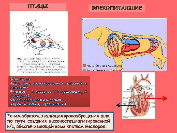 Кровеносная система птиц замкнутая. Эволюция кровеносной системы у птиц. Кровеносная система млекопитающих. Кровеносная система млекопитающих схема. Схема строения кровеносной системы птиц.