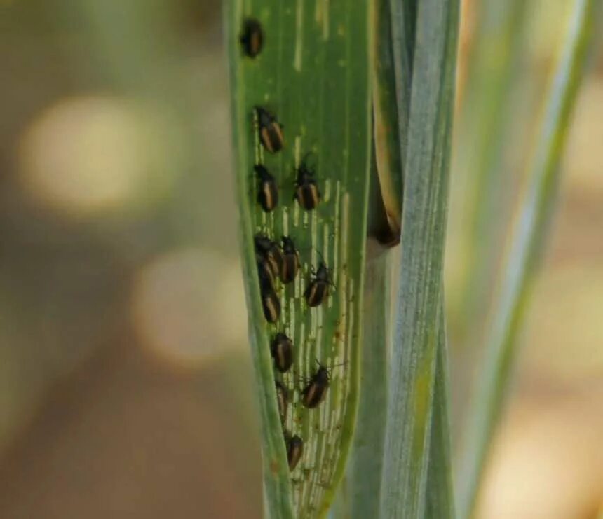 Хлебная блошка. Хлебная полосатая блошка. Haplothrips tritici - трипс пшеничный. Стеблевая Хлебная блошка. Хлебная полосатая блошка (Phyllotreta Vittula REDT.).