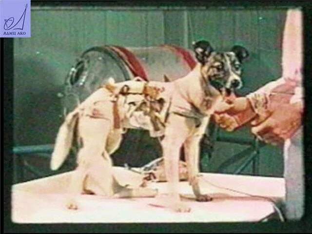 Кличка первой собаки полетевшей в космос. Лайка первый космонавт. Первая собака в космосе лайка. Собака лайка 1957. Лайка белка и стрелка космонавты.