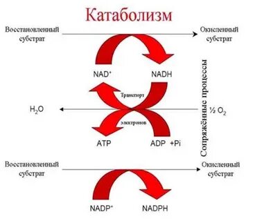Что такое анаболизм и катаболизм