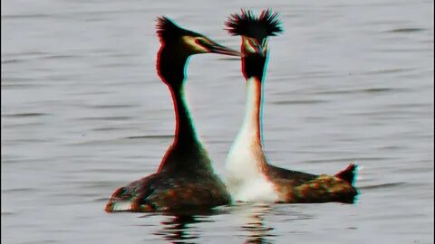 Они есть на лапах водоплавающих