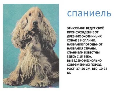 Как пишется спаниель