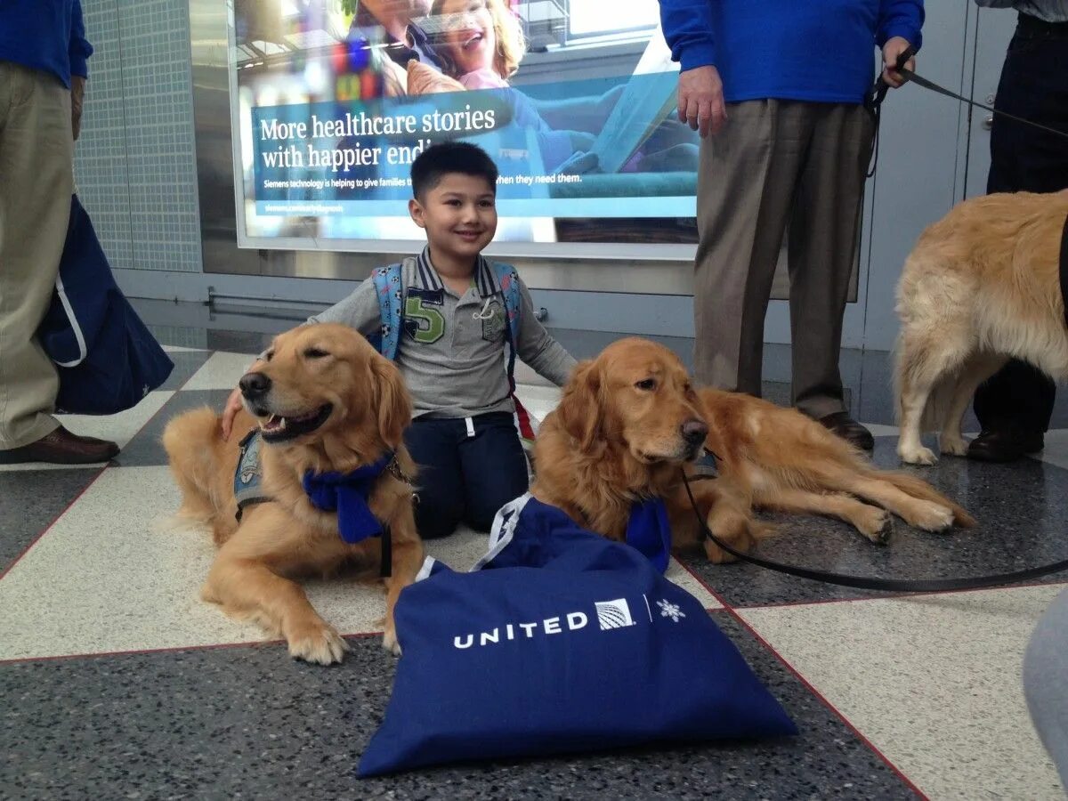Собаки в багажном отделении. Собака помощник. Игрок собака геншина. United dogs. United dogs.