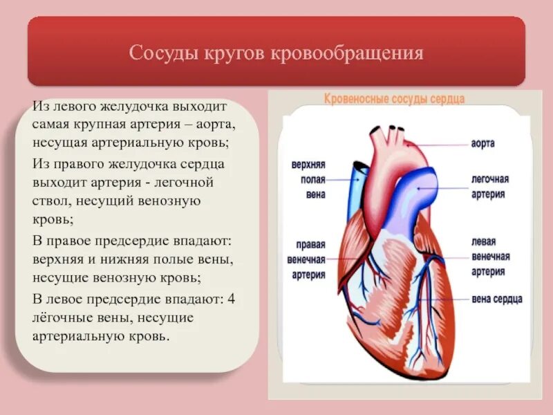 Какая кровь в левом желудочке сердца. Сосуды входящие и выходящие из сердца. Входящие и выходящие сосуды сердца. Сосуды сердца анатомия входящие и выходящие.