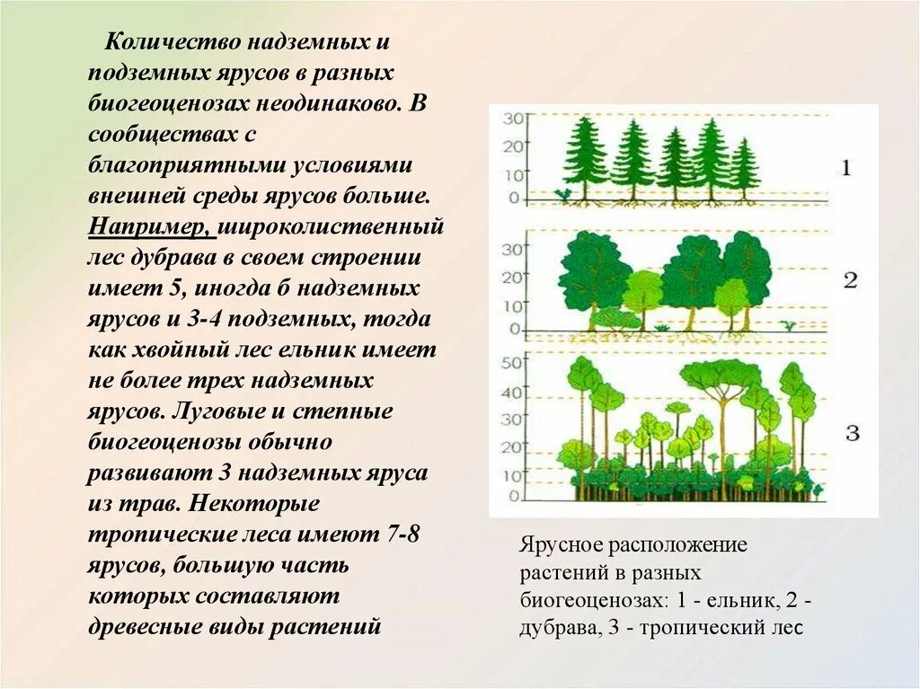 Роль ярусности в природном сообществе