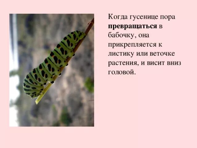 Гусеница 3 класс. Срок превращения гусеницы в бабочку. когда гусеница превращается в бабочку. факты о гусеницах. описание превращения гусеницы в бабочку.