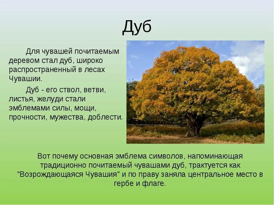 Текст про дуб. Дуб для презентации. Описание дуба. Сообщение о дубе. Информация о деревьях.