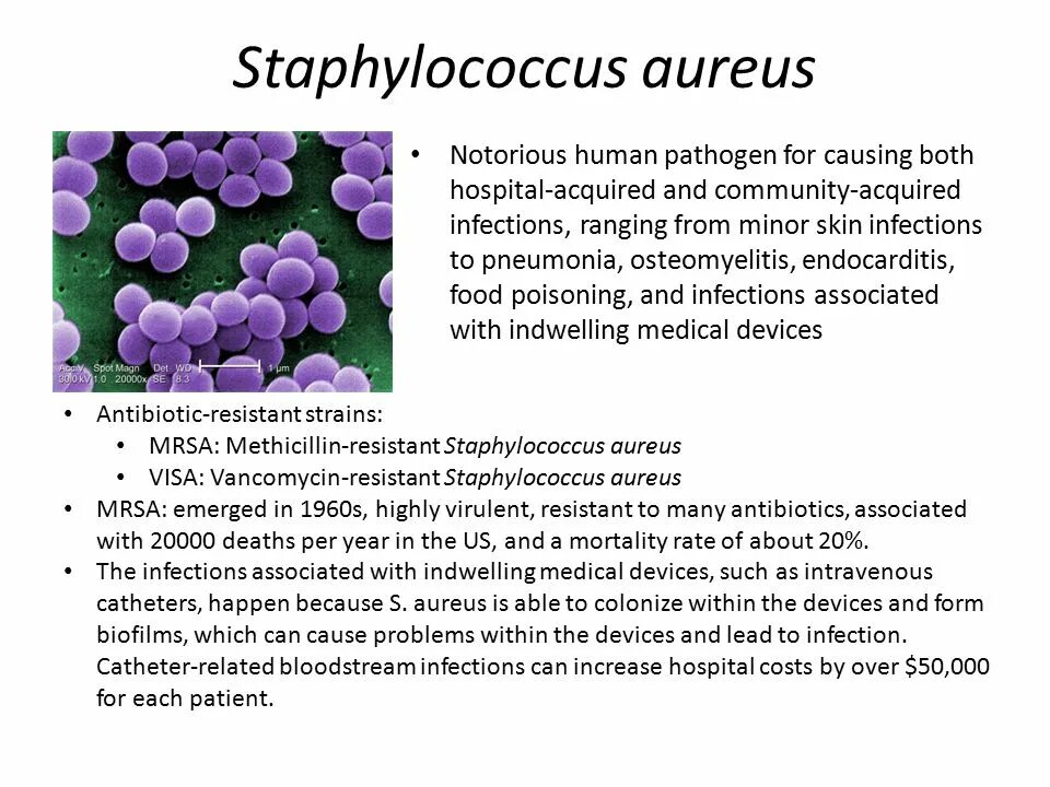 Staphylococcus aureus 10^5 koe/мл?. Staphylococcus aureus микрофлоры. S. aureus золотистый стафилококк. Staphylococcus aureus патогенность. 1 staphylococcus aureus