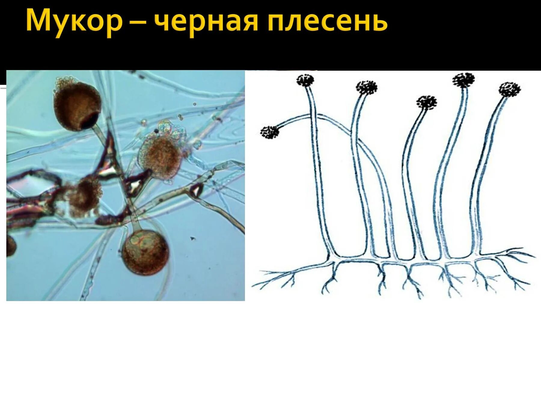 Многоклеточные грибы мукор. Плесневый гриб мукор. Царство грибы мукора. Гриб мукор царство. Мукор царство грибов.