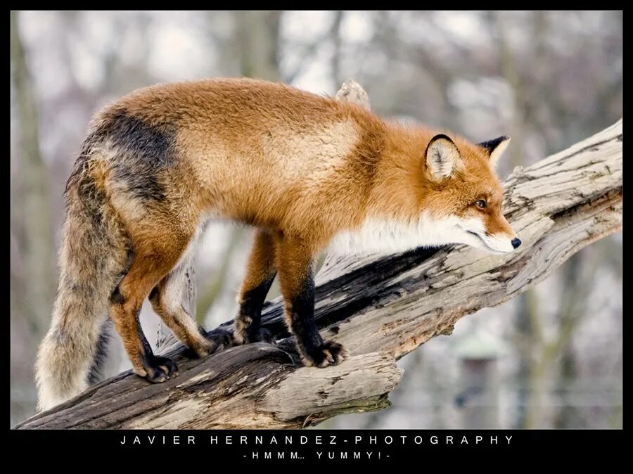 потомство лисы. картинки с животными. картинки лисы с описанием. к какому семейству относятся лисы. корсак семья.