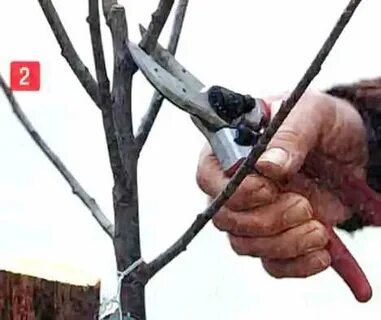Волчки в июне на груше