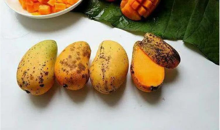 Манго едят с кожурой или нет. Манго с пятнами. Черные пятна на манго. Спелый плод манго. Испорченный манго.