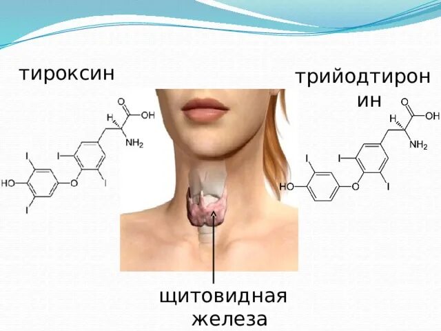 Тироксин гормон формула. Щитовидная железа тироксин. Йод тироксин. Щитовидная железа тироксин и трийодтиронин.