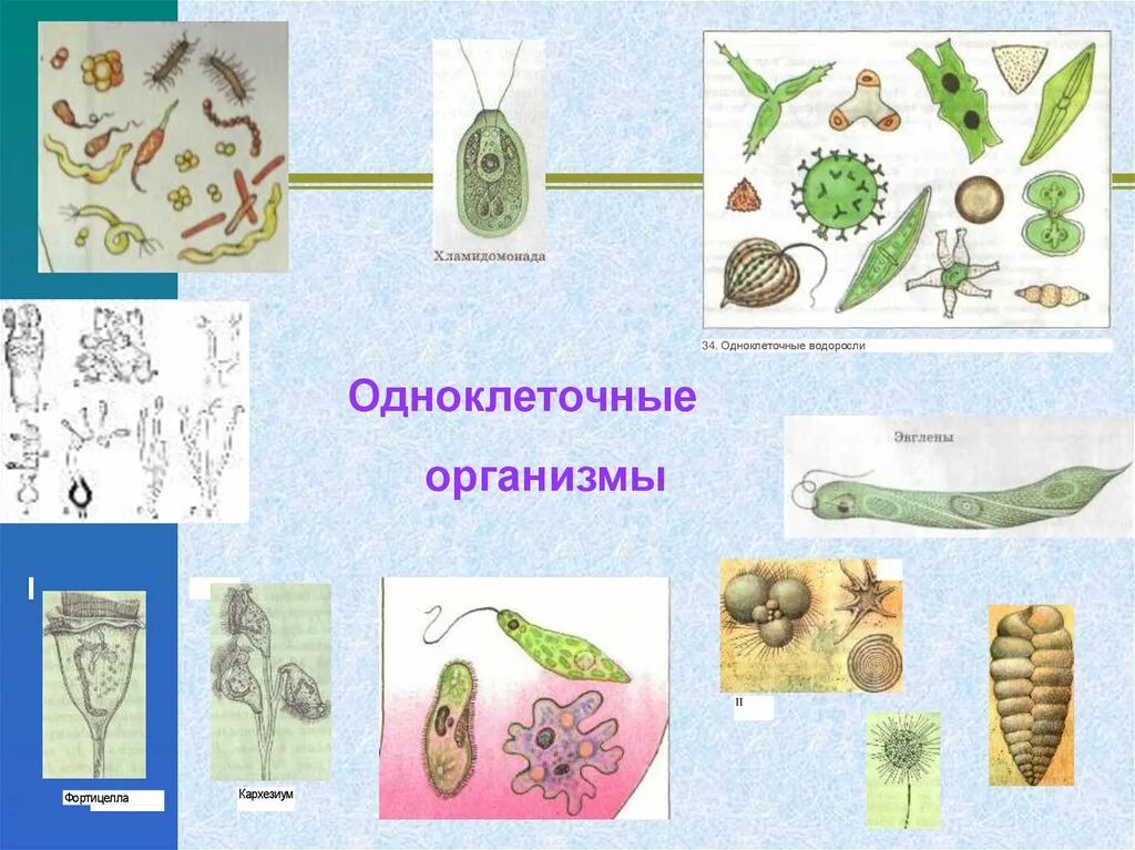 Уровень организации одноклеточных. Одноклеточные организмы. одноклеточные оргаганизмы. царство одноклеточных организмов. простейшие живые организмы.