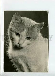 1960 животного