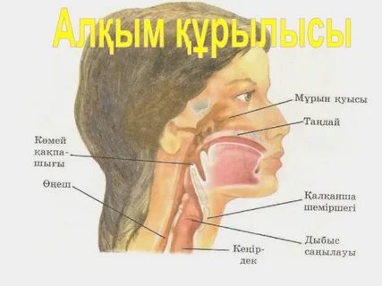 Бейкүнә порно