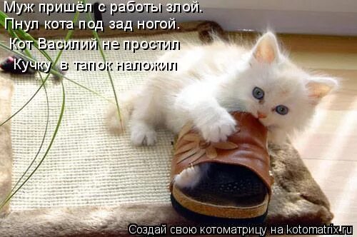 сонные коты смешные с надписями. прихожу с работы злой. когда муж пришел с работы. муж пришел с работы. а компот фото прикол.
