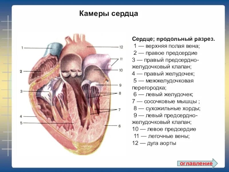 Строение предсердно-желудочковых клапанов. Строение сердца человека анатомия в разрезе. Предсердно желудочковый клапан анатомия. Строение сердца КРС схема. Клапан правого предсердно желудочкового отверстия