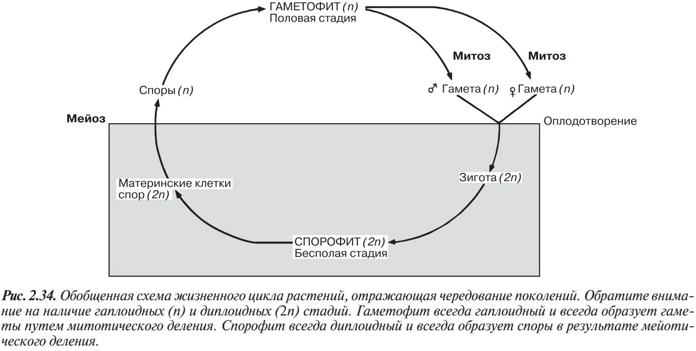 Гамета гаметофит спорофит. Схема жизненного цикла растений гаметы. Жизненный цикл растений чередование поколений. Обобщённая схема жизненного цикла растений. Схема чередования поколений в жизненном цикле высших растений.