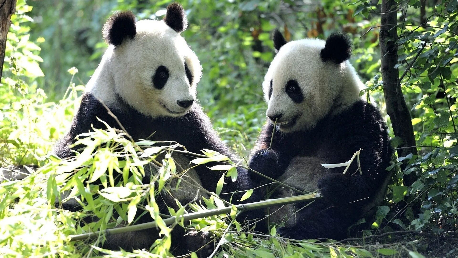 Pandas result