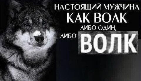 Слова связанные с волком