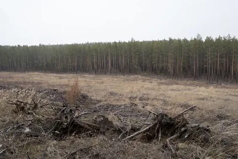 Валежник можно собирать