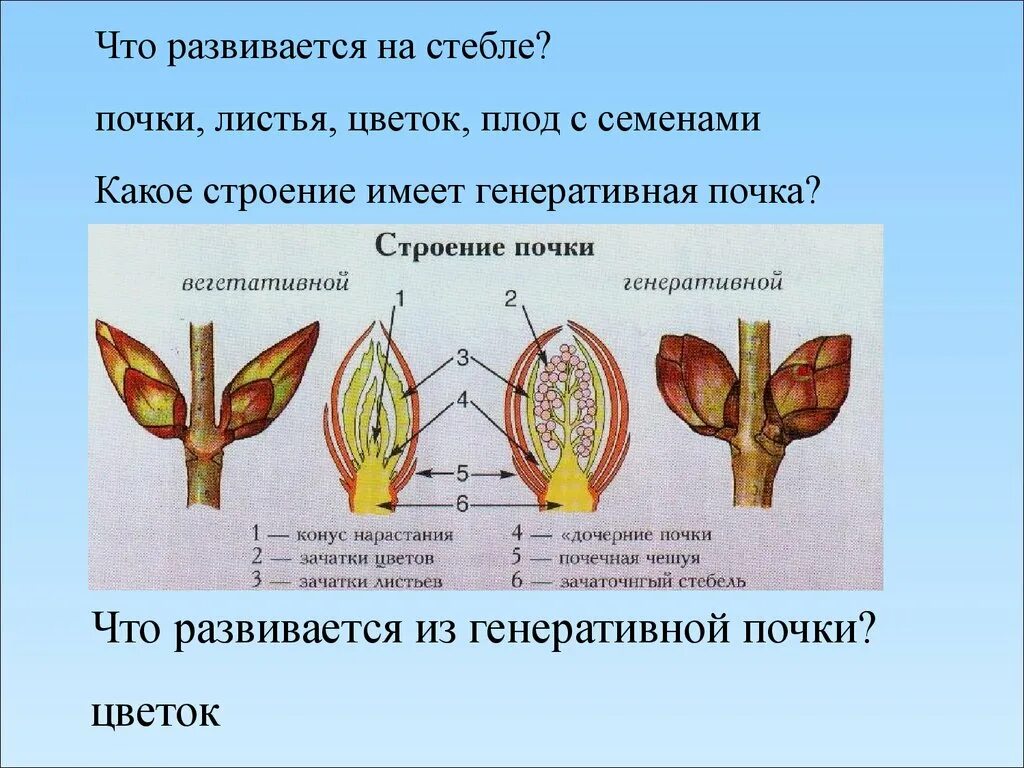 Запишите классификацию видов почек по строению. Строение цветочной генеративной почки. строение почек листа генеративный. строение генеративной почки 6 класс. цветковая почка строение.
