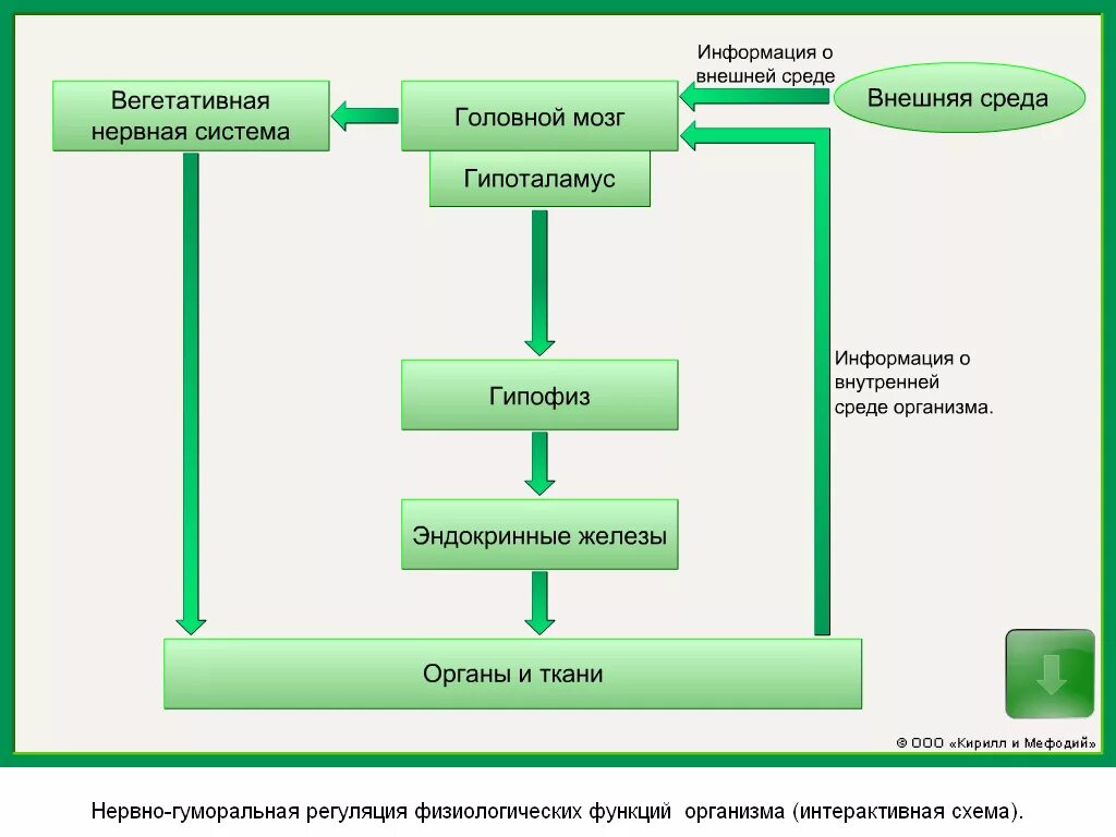 Как осуществляется нейрогуморальная регуляция организма. Нервно-гуморальная регуляция схема. Нервно-гуморальная регуляция физиологических функций организма. Связь нервной и гуморальной регуляции функций организма. Схема процесса гуморальной регуляции.