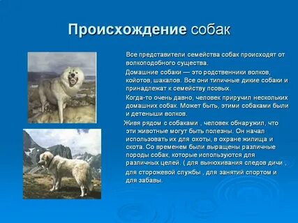 Собака доклад 2 класс