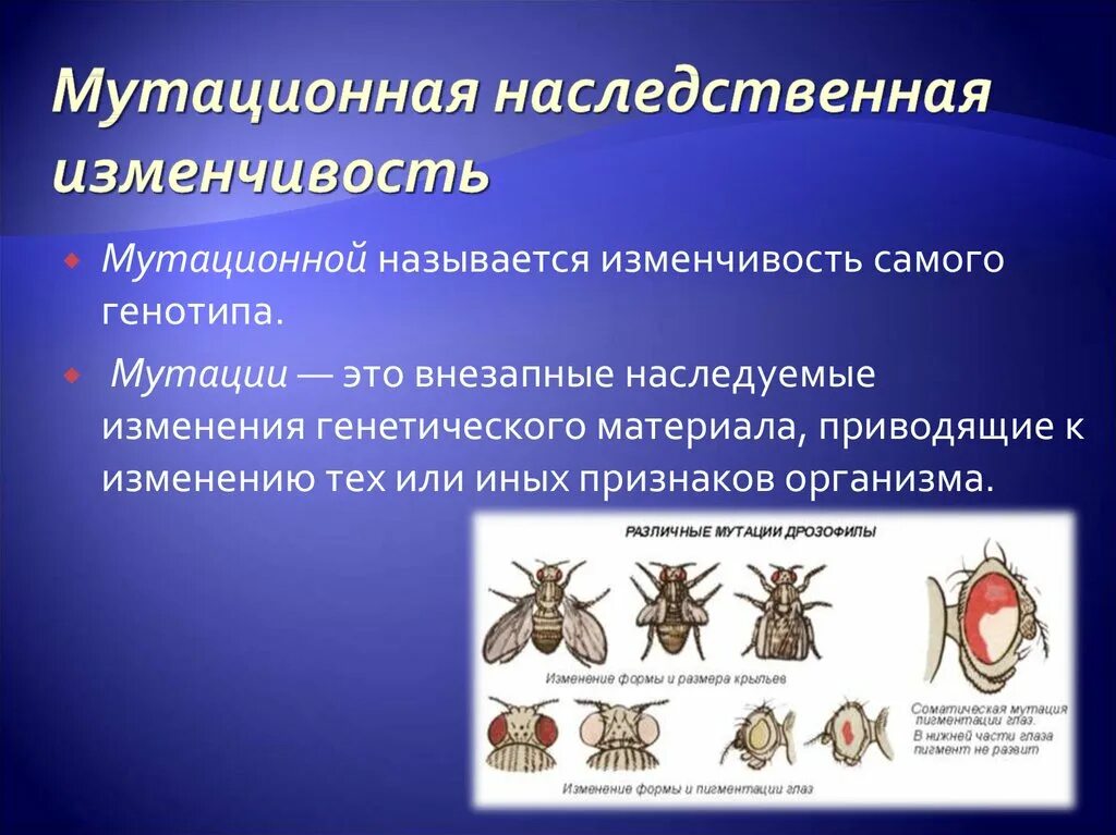 Наследственные изменения примеры. Наследование мутационной изменчивости. Комбинативная изменчивость фенотип. Изменчивость организма наследственная изменчивость комбинативная. Соматическая наследственная изменчивость.