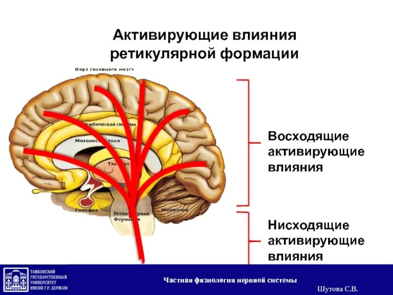 Процесс торможения в коре головного мозга