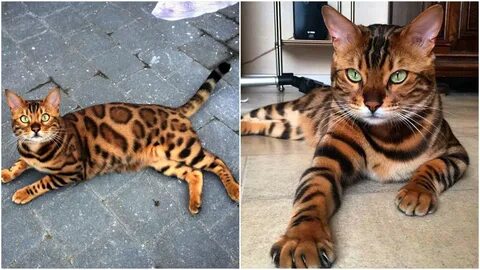 Кошка как тигр как называется