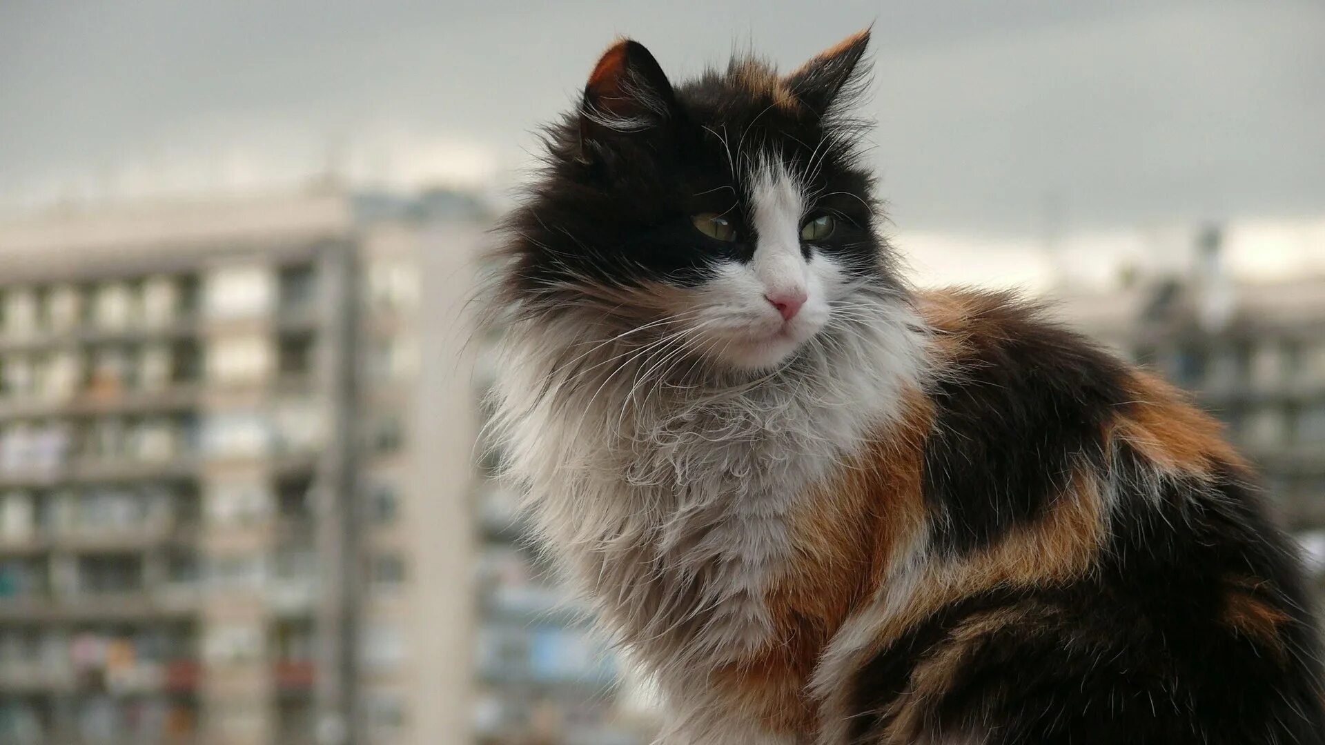 Wind cat