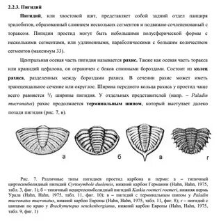 Пигидий