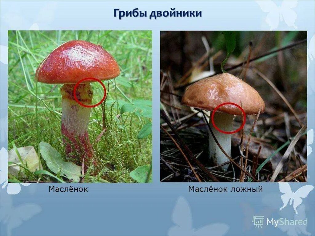 Ложные двойники патриотизма. Грибы маслята ложные. Грибы маслята ложные двойники. Масленок гриб двойник. Лже маслята грибы.