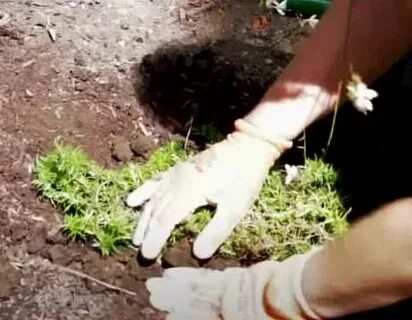 Обрезка флокса шиловидного после цветения