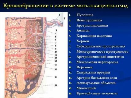 Плацента систем