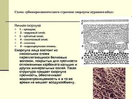 Функции поры