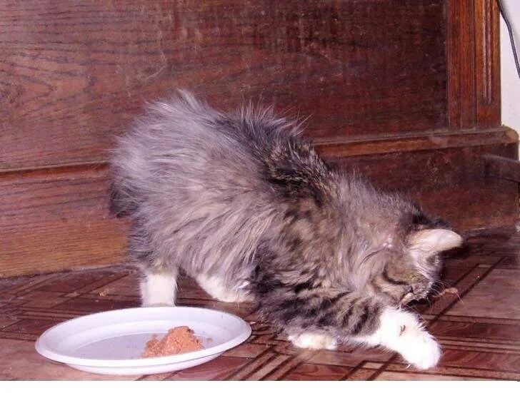 Отказ от еды у кошек. Кошка возле миски. Миска для кота. Кот закапывает миску. Кошка зарывает еду.