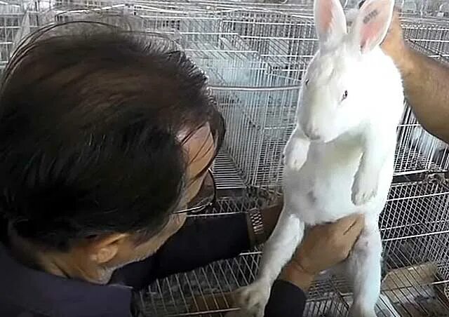 Вздутие живота у крольчат. Вздутие живота у крольчат. У кролика вздулся живот. Пищеварительный тракт кролика. У кролика вздулся живот.