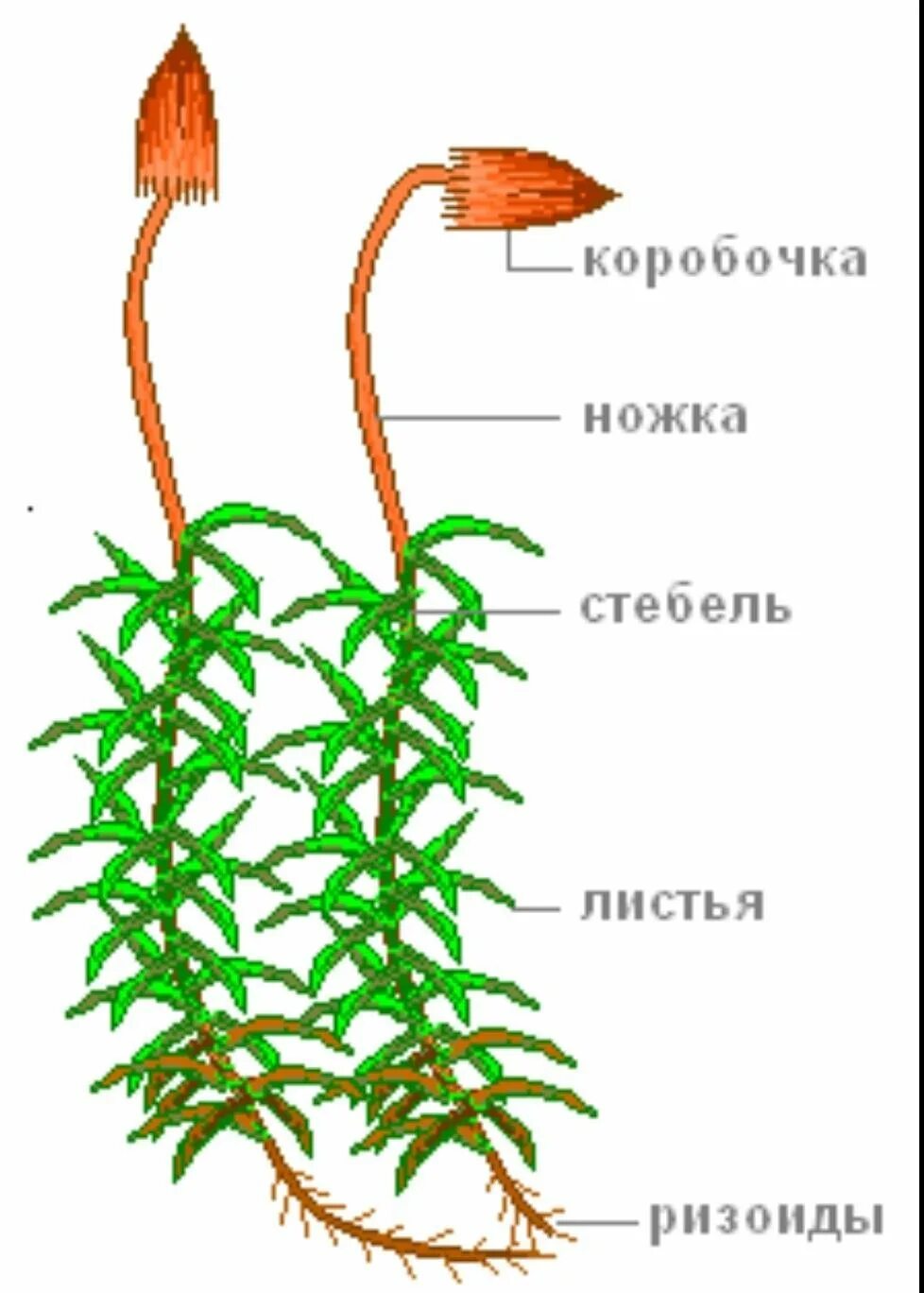 Зелёный мох Кукушкин Лёни строение. Зелёный мох Кукушкин лён строение. Моховидные растения Кукушкин лен. Мох Кукушкин лен рисунок.