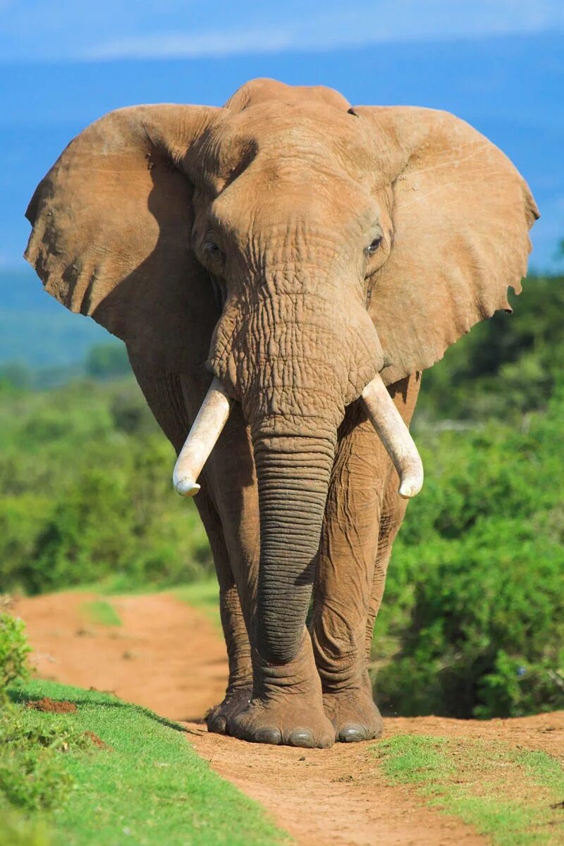 Внешний вид слонов. Слон. Африканский слон. Н Л О. Слон в Африке.