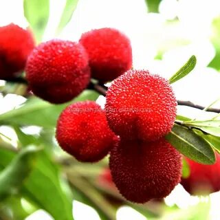 Bayberry