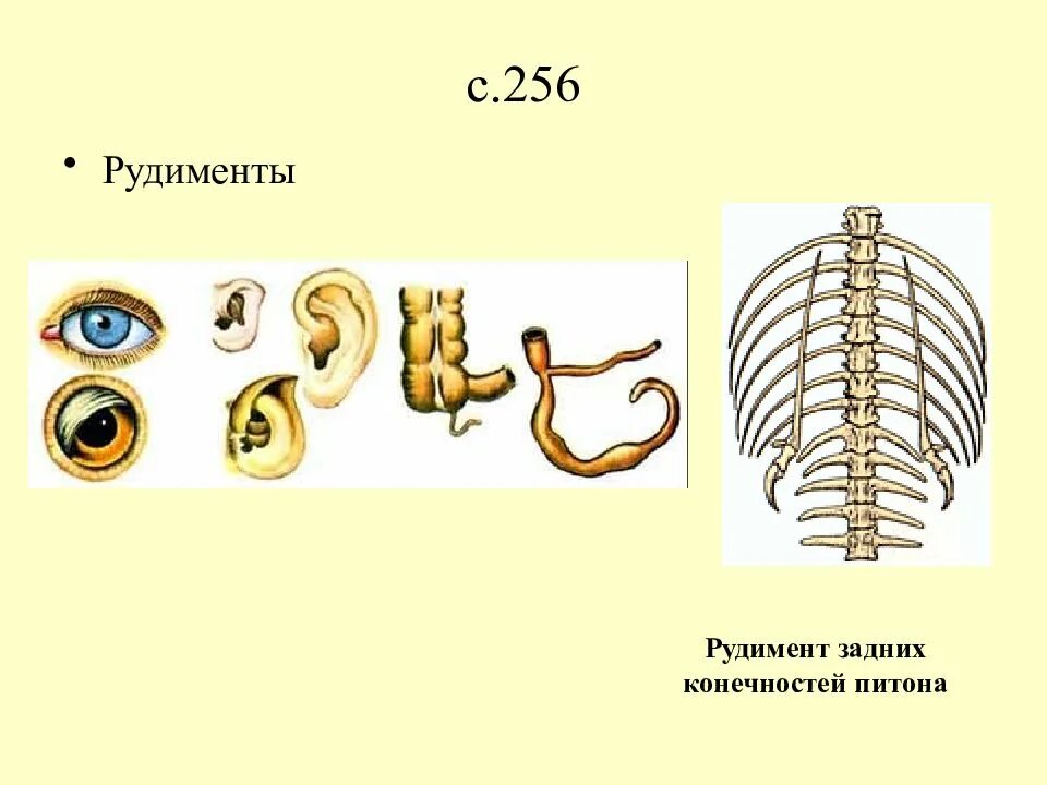 Рудимент питона. Рудименты задних конечностей у питона.