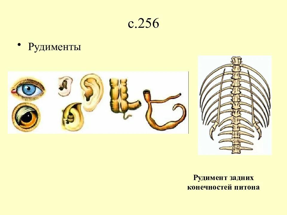 Рудимент у питона. Рудименты задних конечностей у питона.