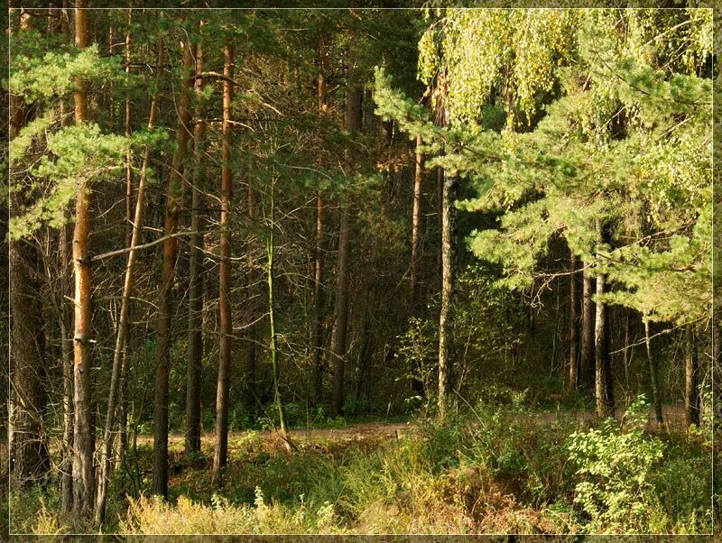Хвойный лес удмуртии. Национальный парк нечкино удмуртия. Лиственные леса удмуртии. Тайга в удмуртии. Хвойный лес удмуртии.